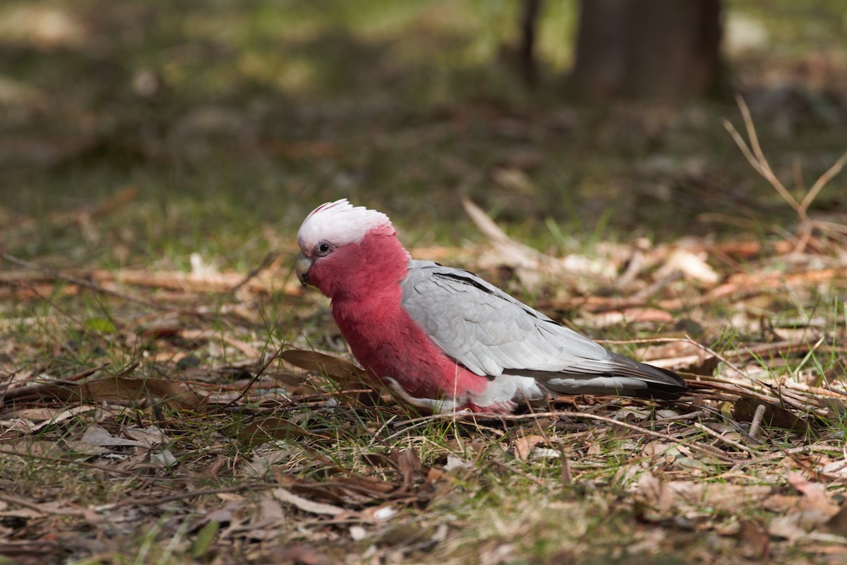 Cacatúa Galah - ML623315036