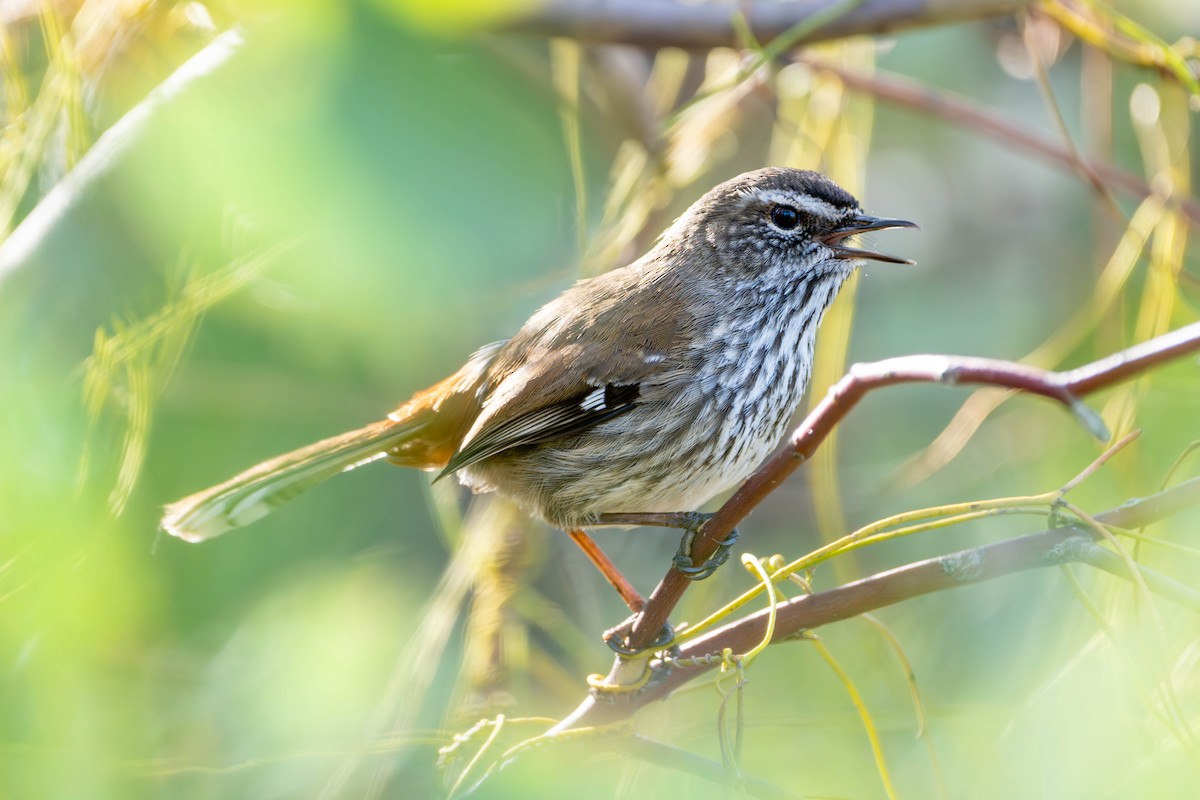 Shy Heathwren - ML623315043