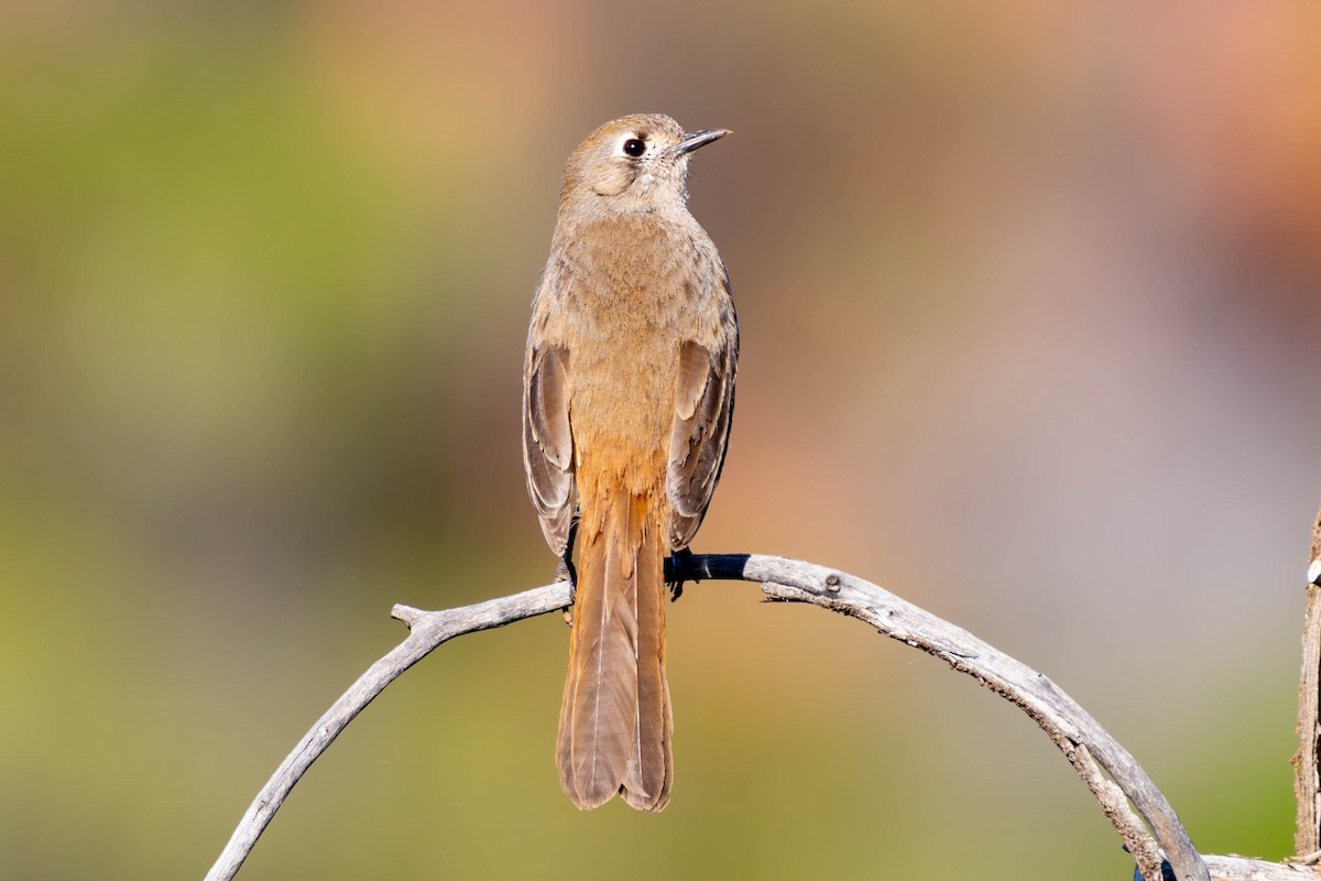 Southern Scrub-Robin - ML623315048