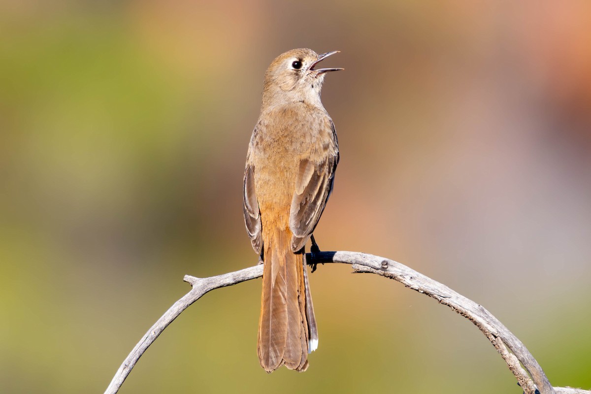 Southern Scrub-Robin - ML623315049