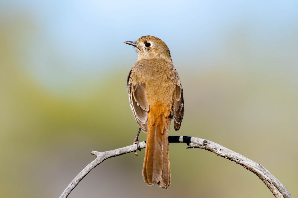 Southern Scrub-Robin - ML623315050