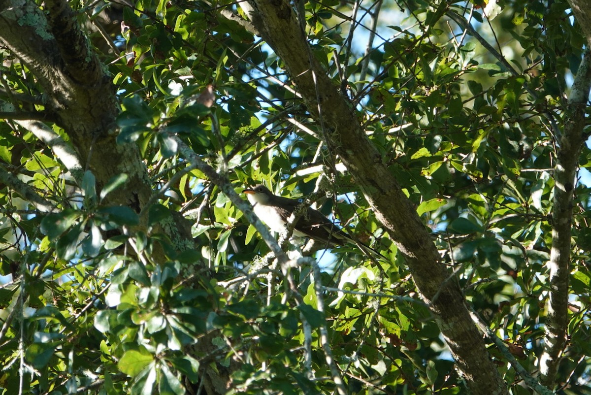 Yellow-billed Cuckoo - ML623315062