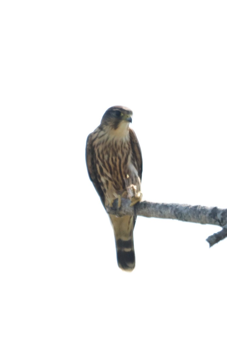 Підсоколик малий - ML623315067