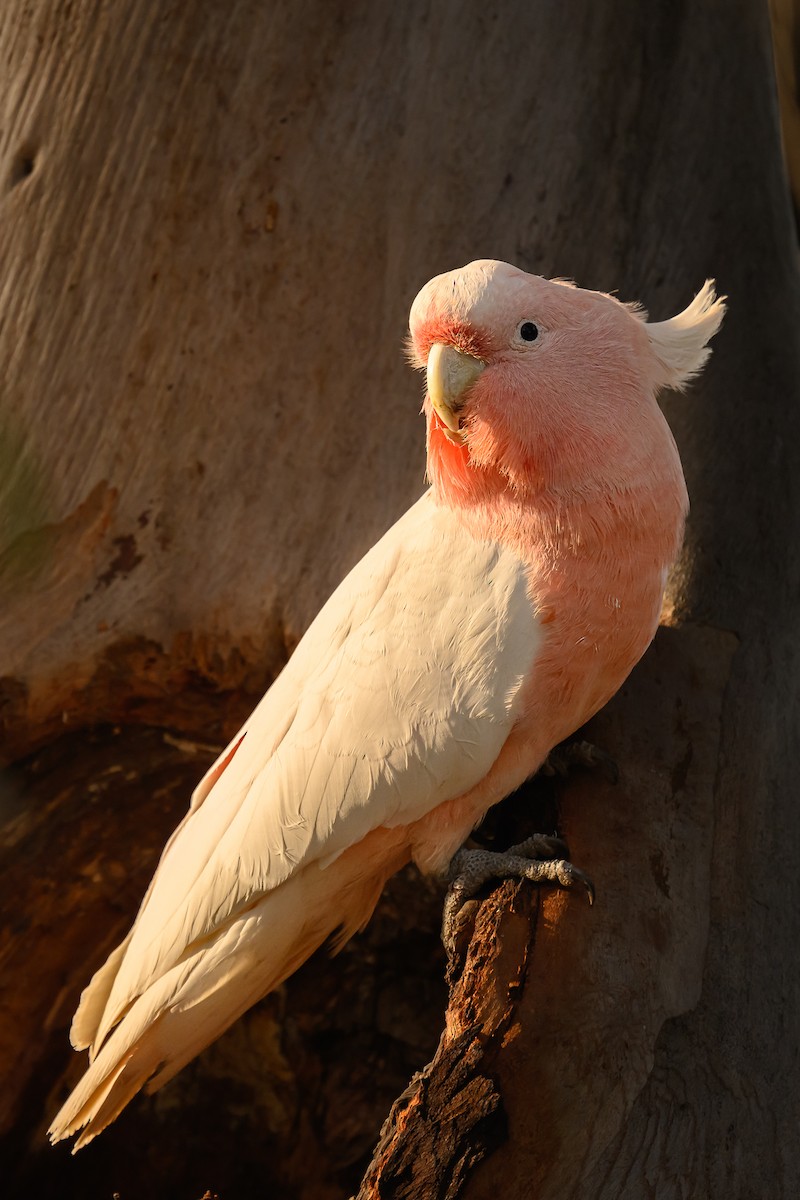 Pink Cockatoo - ML623315086