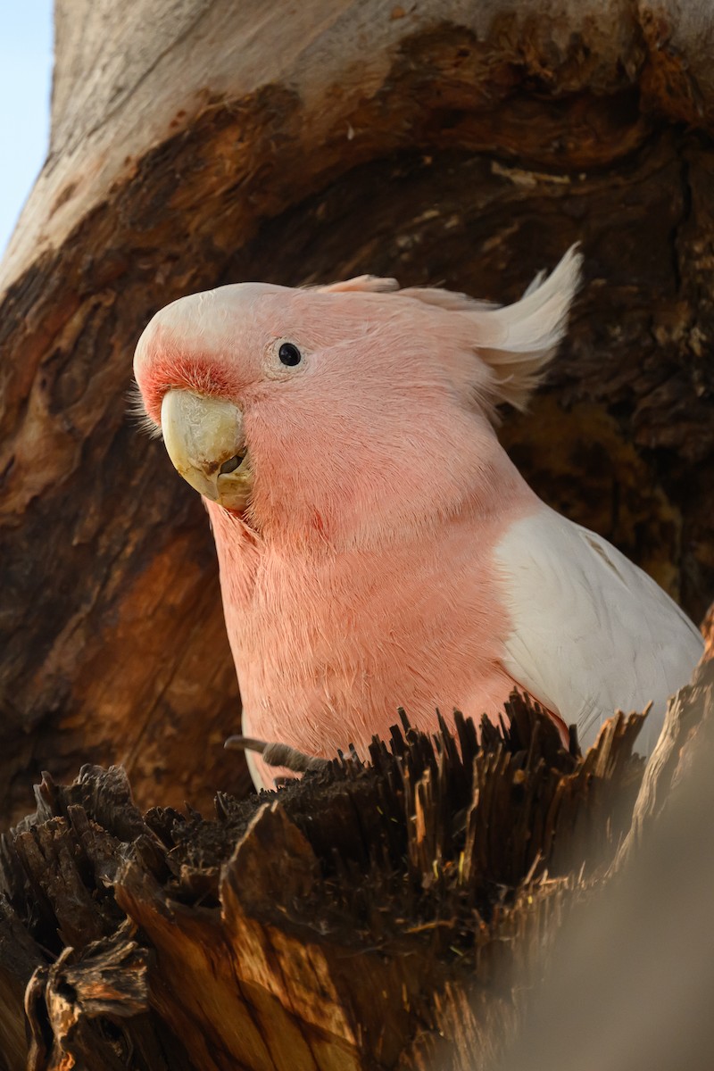 Pink Cockatoo - ML623315087