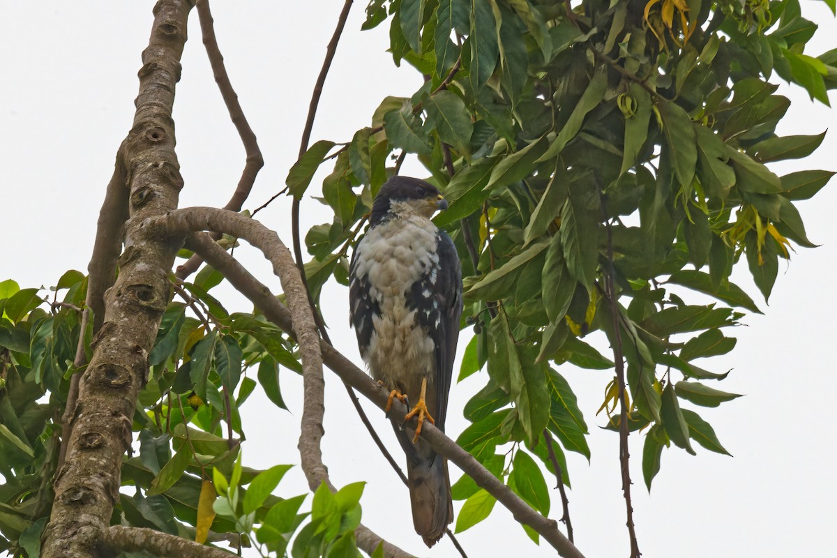 Black Goshawk - ML623315101