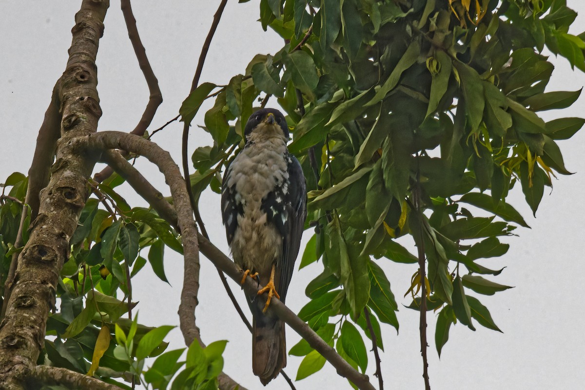 Black Goshawk - ML623315102