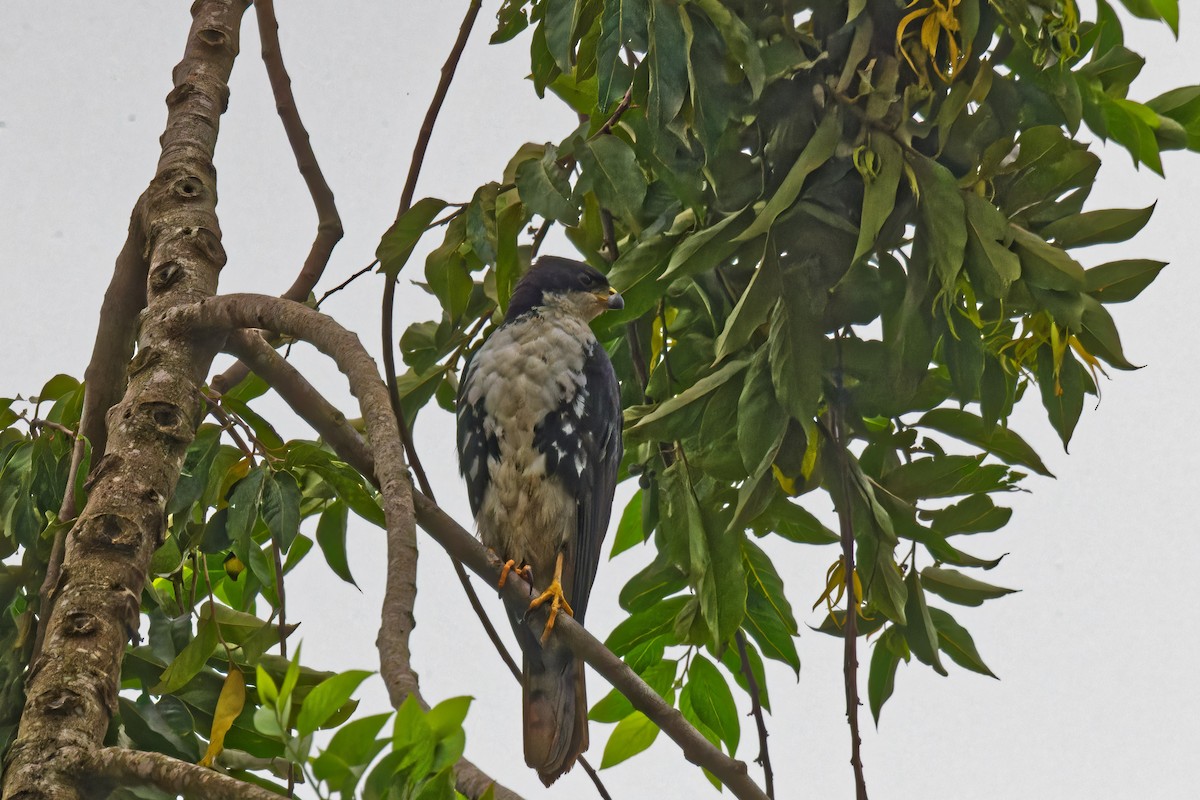 Black Goshawk - ML623315103