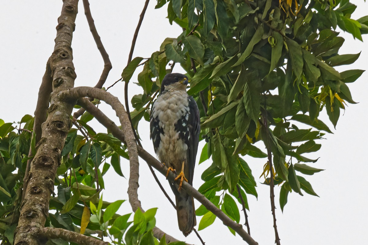 Black Goshawk - ML623315104