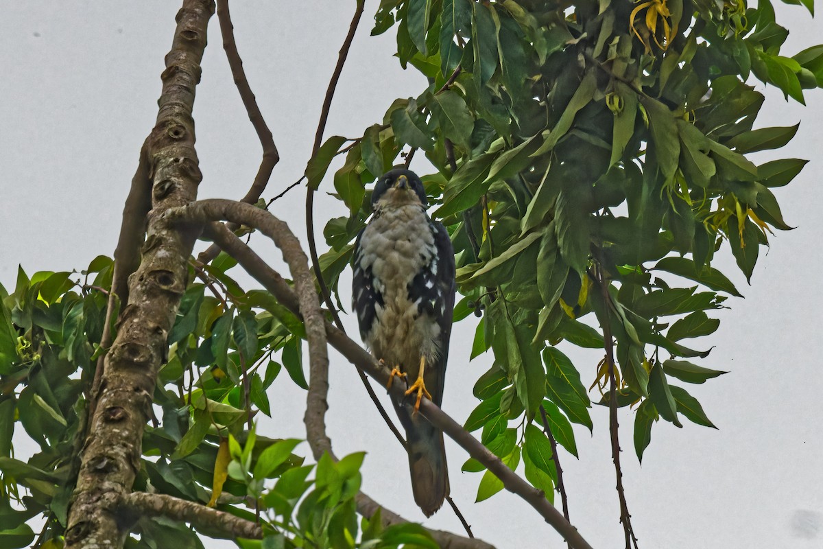 Black Goshawk - ML623315105