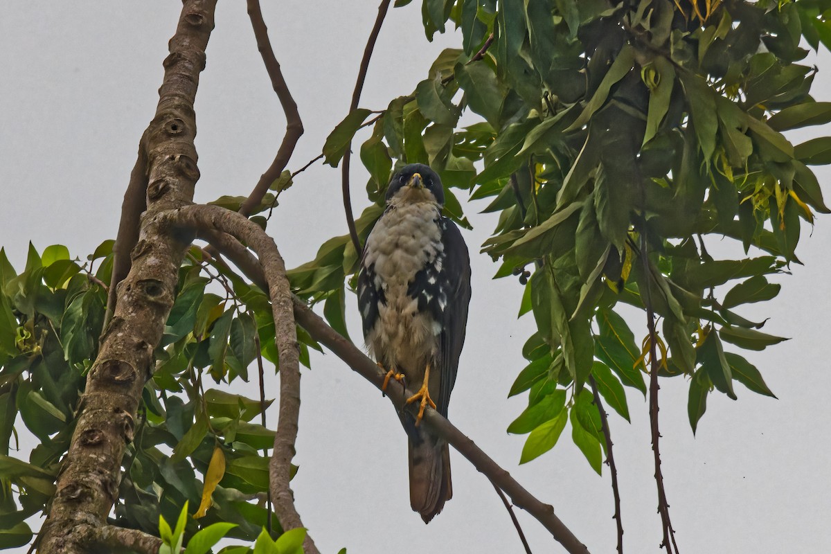 Black Goshawk - ML623315108