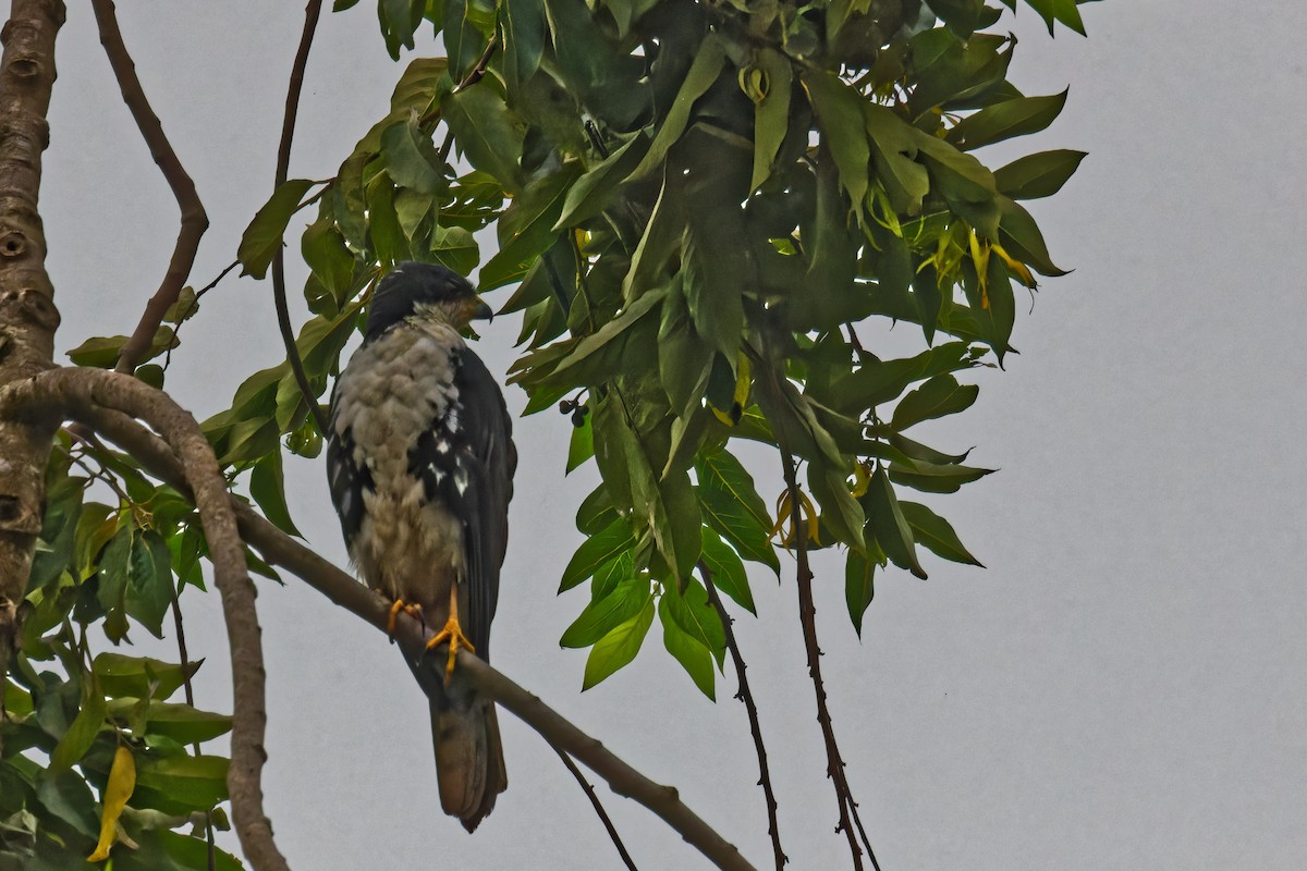 Black Goshawk - ML623315109