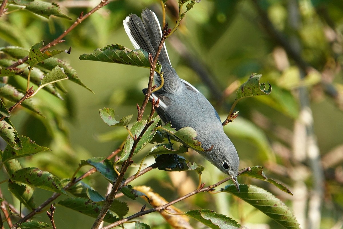 Blue-gray Gnatcatcher - ML623315139