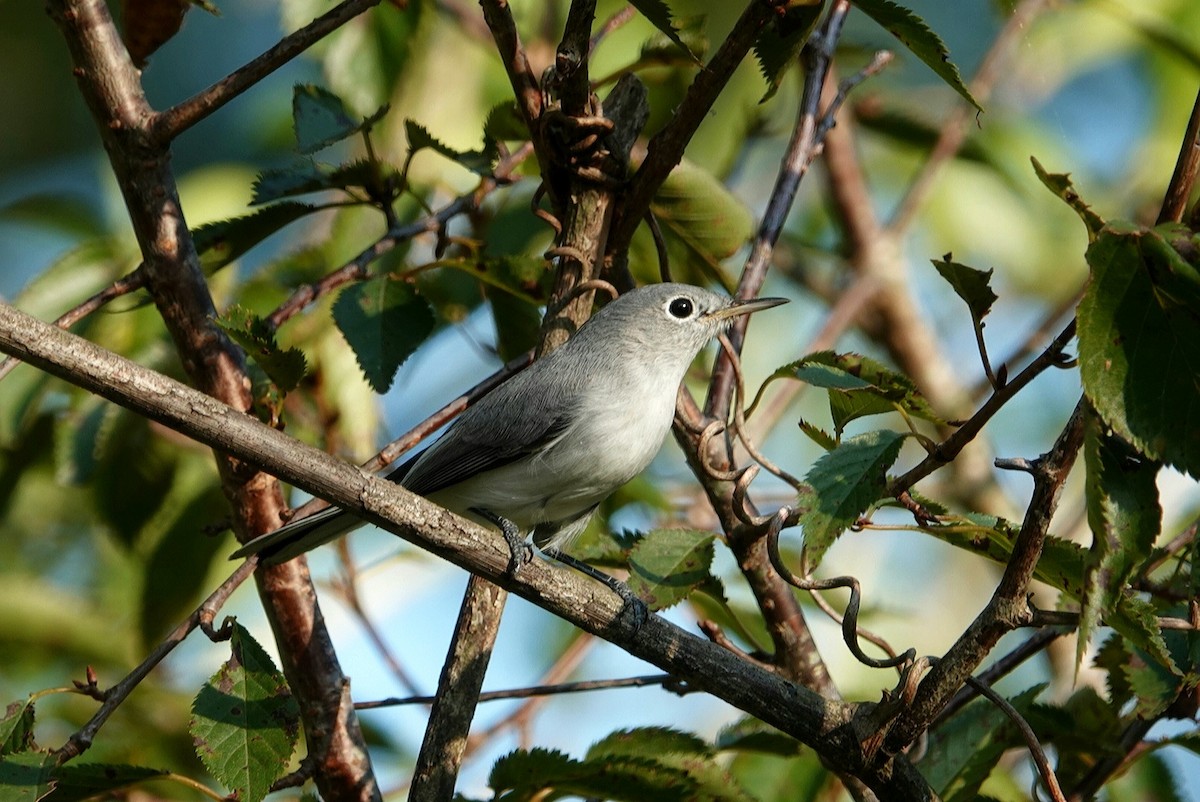 Blue-gray Gnatcatcher - ML623315148