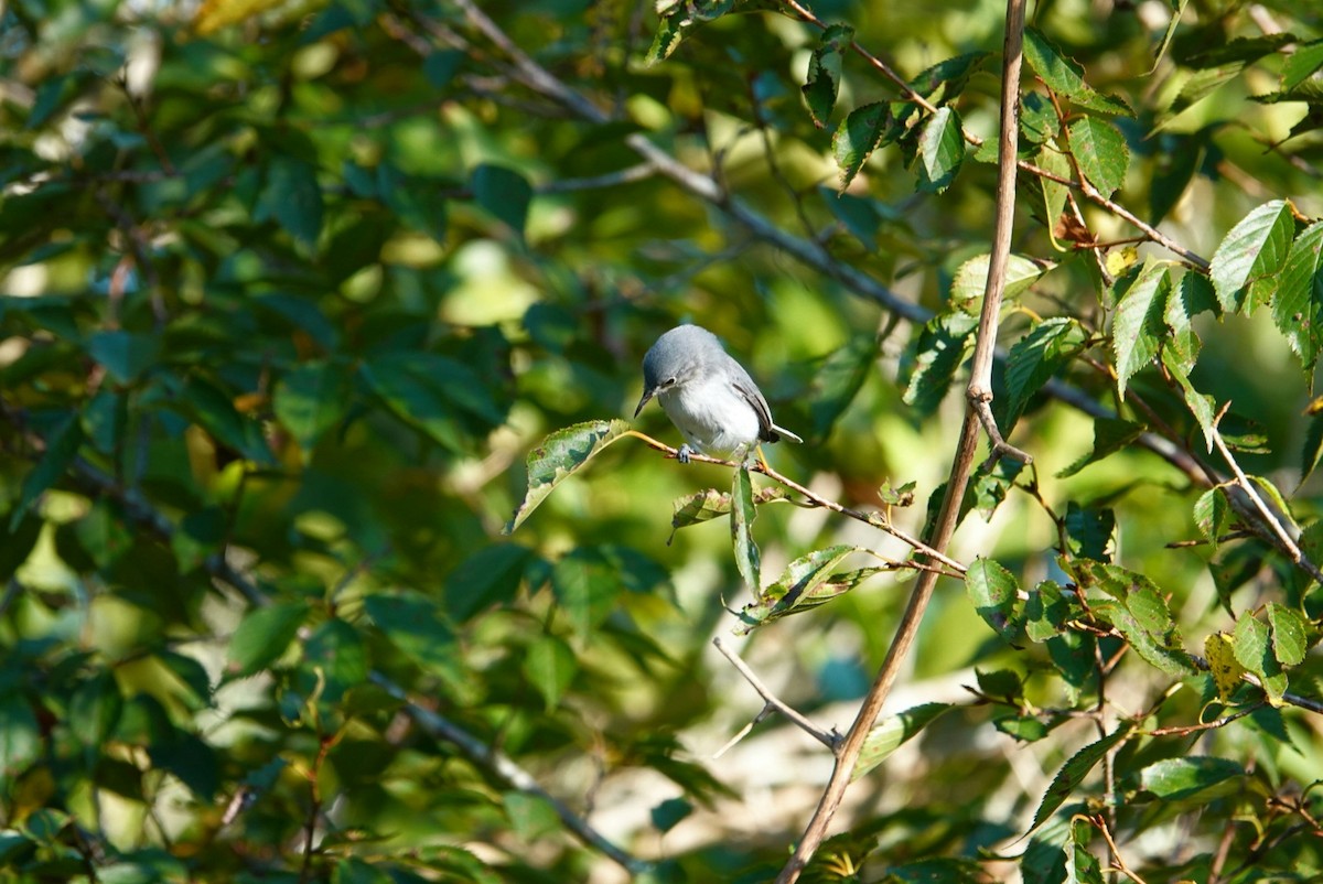 Blue-gray Gnatcatcher - ML623315160