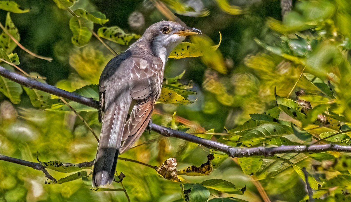 Yellow-billed Cuckoo - ML623315191