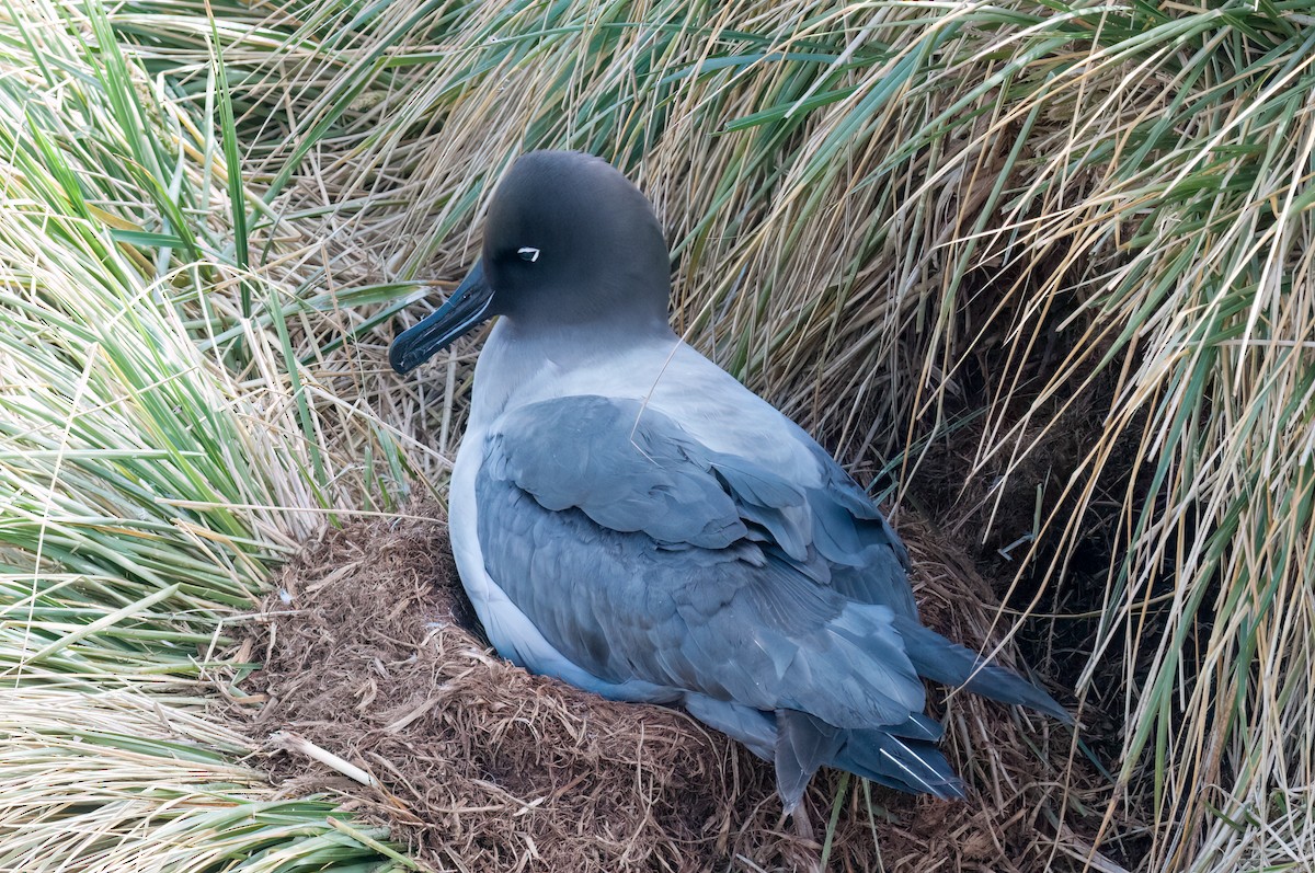 Light-mantled Albatross - ML623315202