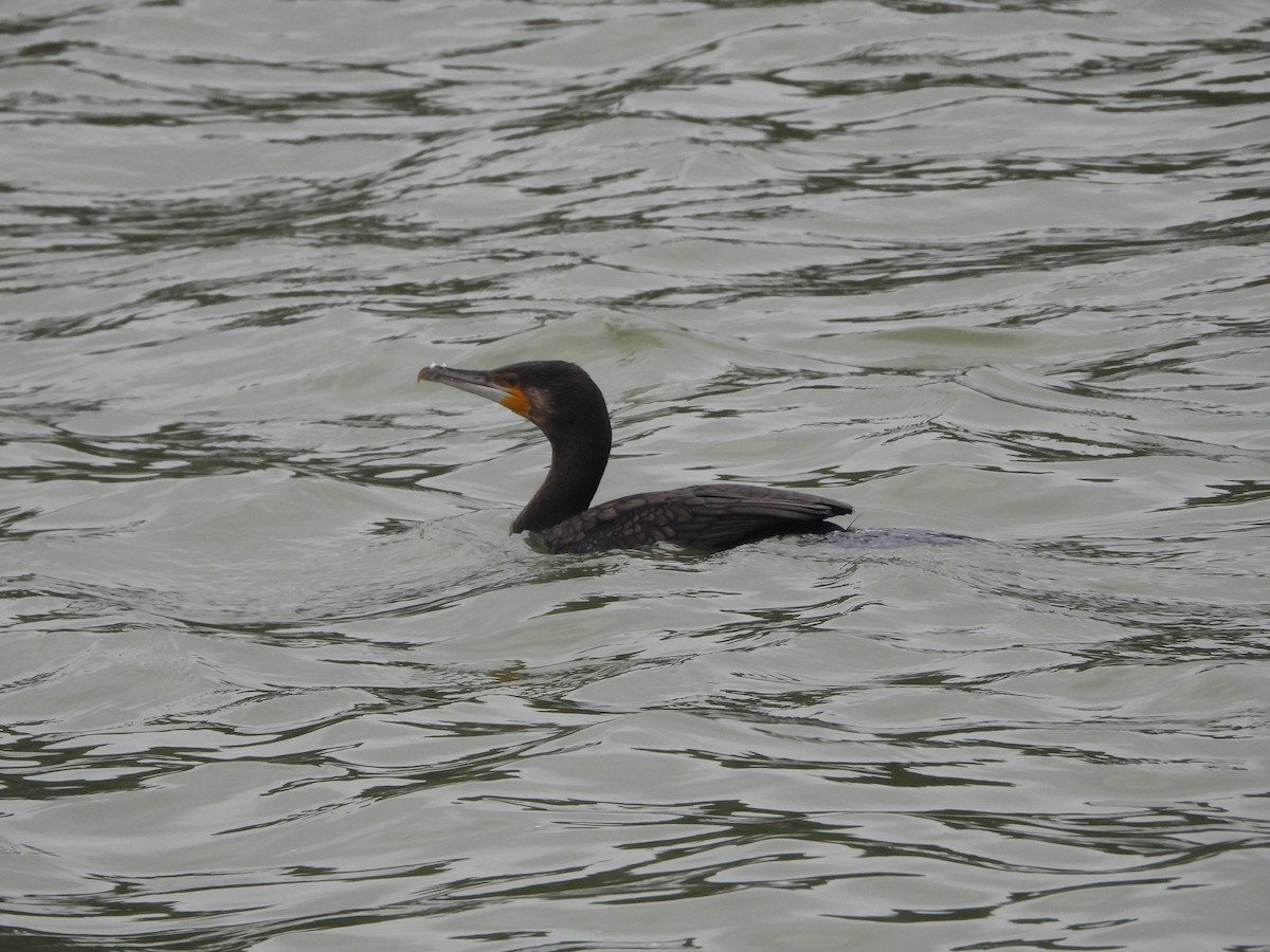 Great Cormorant - ML623315205