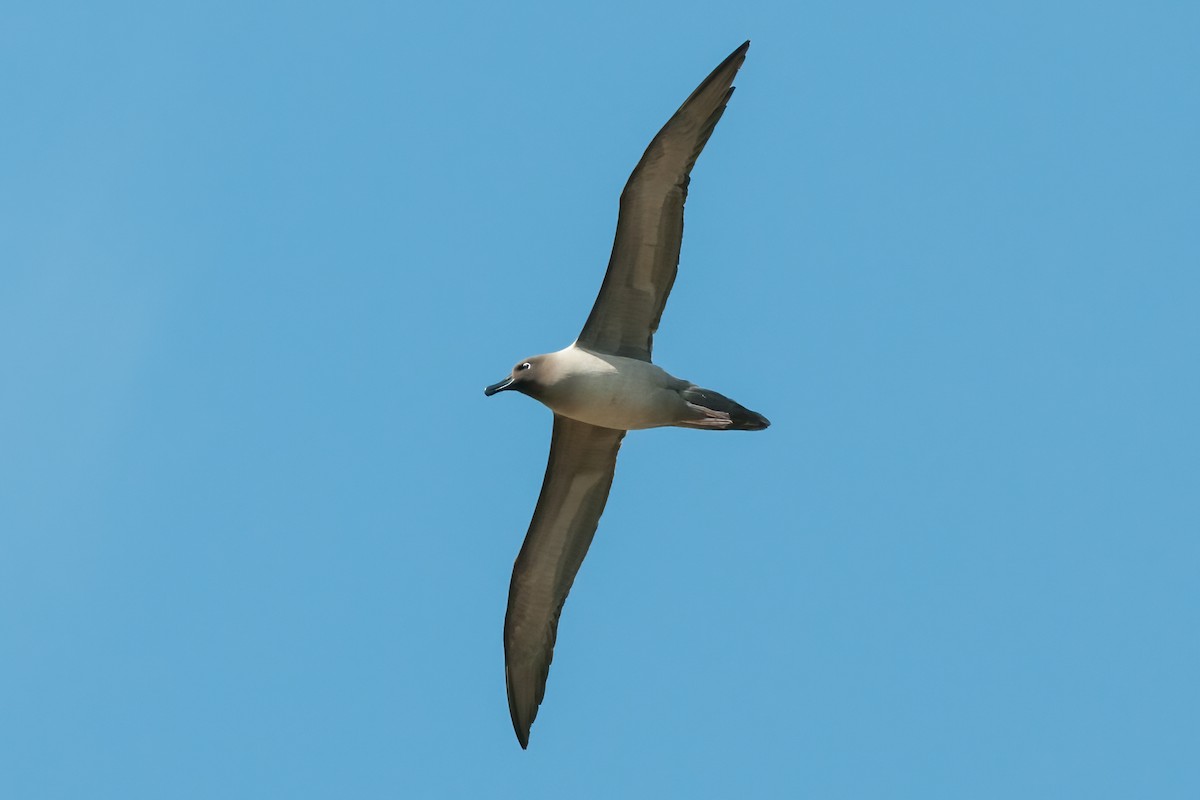 Light-mantled Albatross - ML623315209