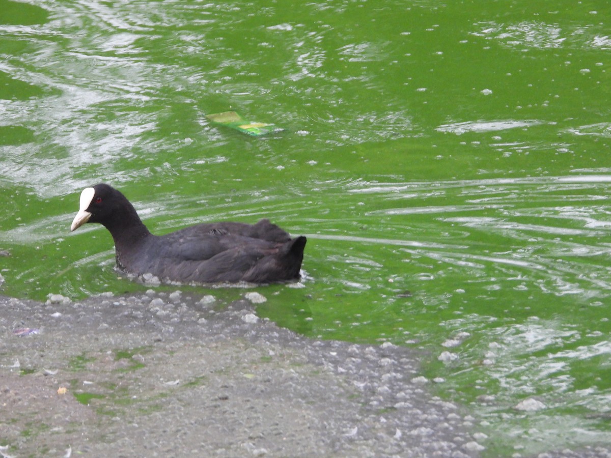 Eurasian Coot - Vidhya Sundar