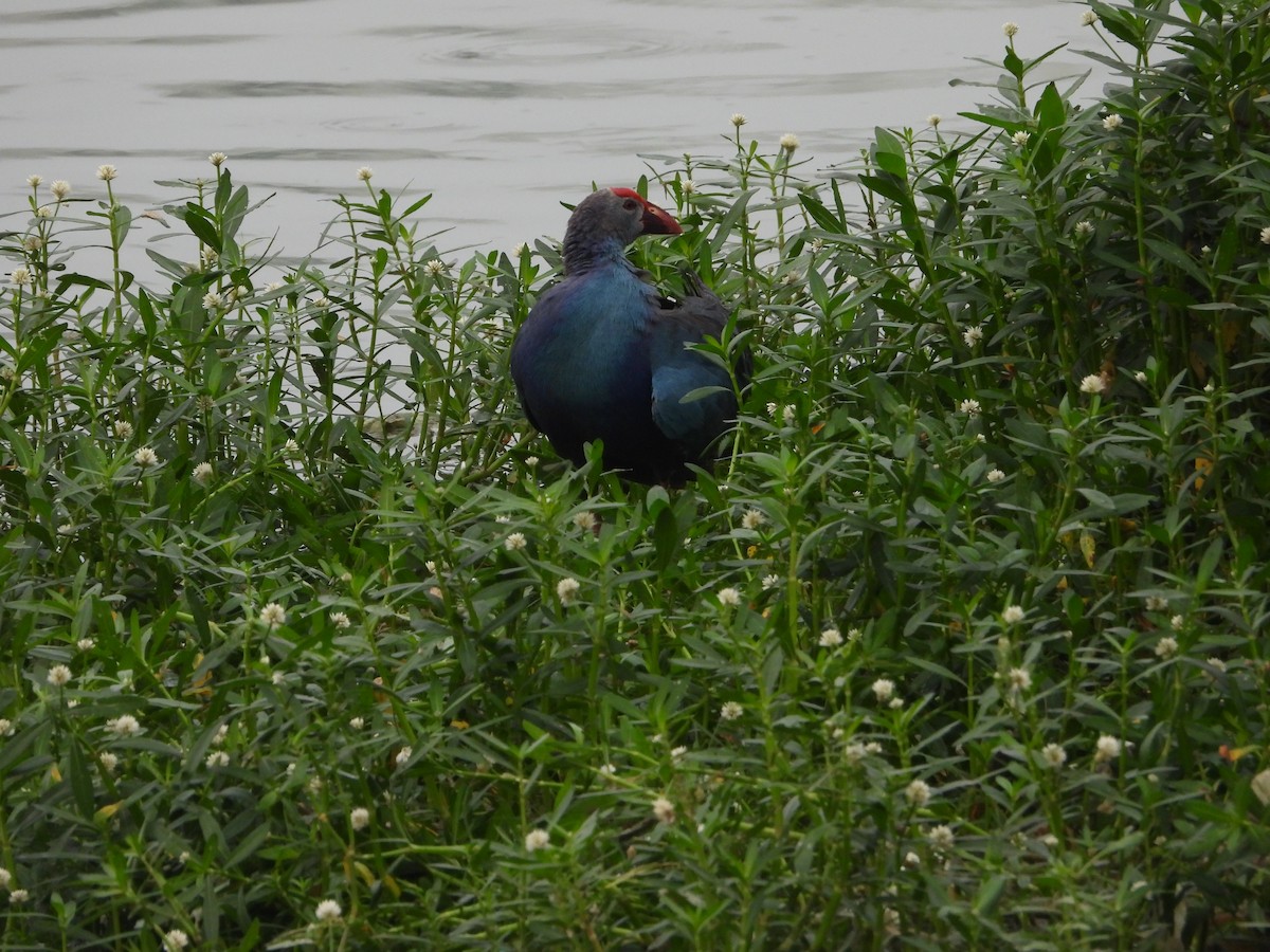 Gray-headed Swamphen - Vidhya Sundar