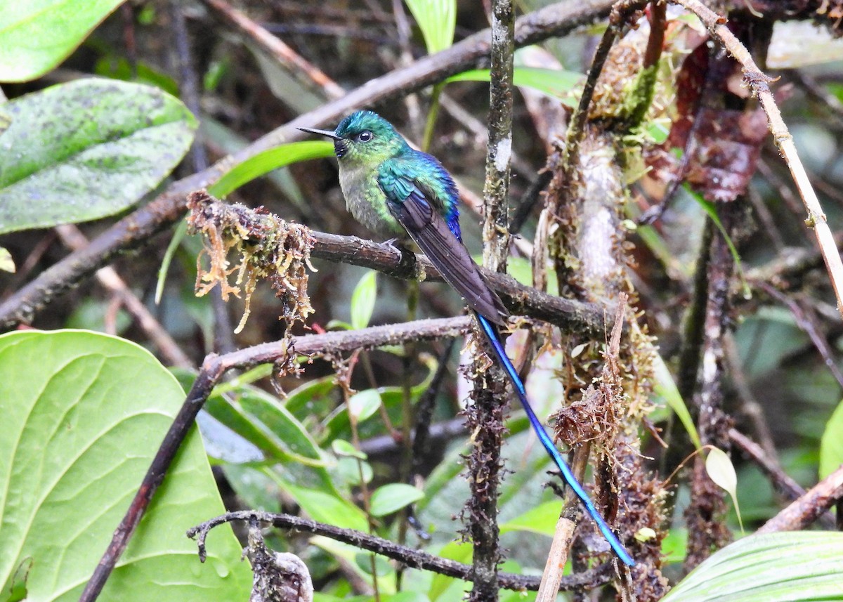 Long-tailed Sylph - ML623315218