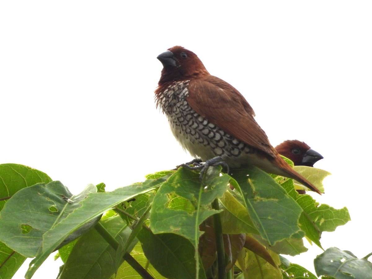 Scaly-breasted Munia - ML623315220