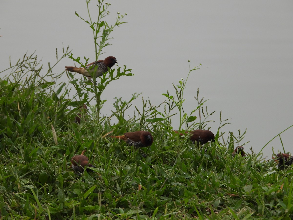 Scaly-breasted Munia - ML623315226