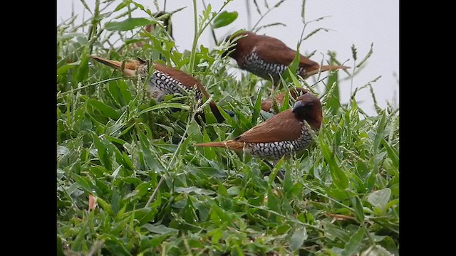 Scaly-breasted Munia - ML623315227