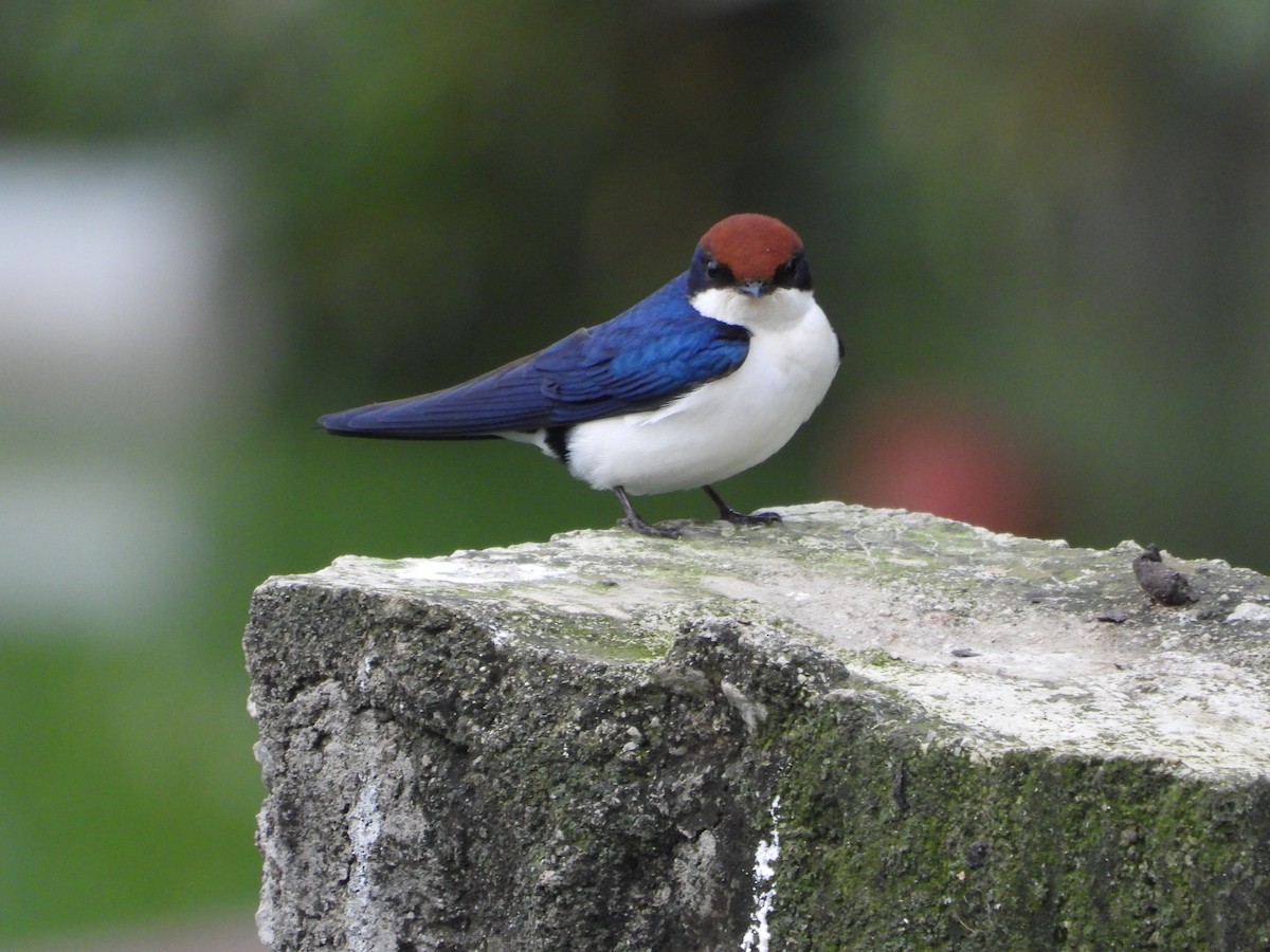 Wire-tailed Swallow - ML623315252