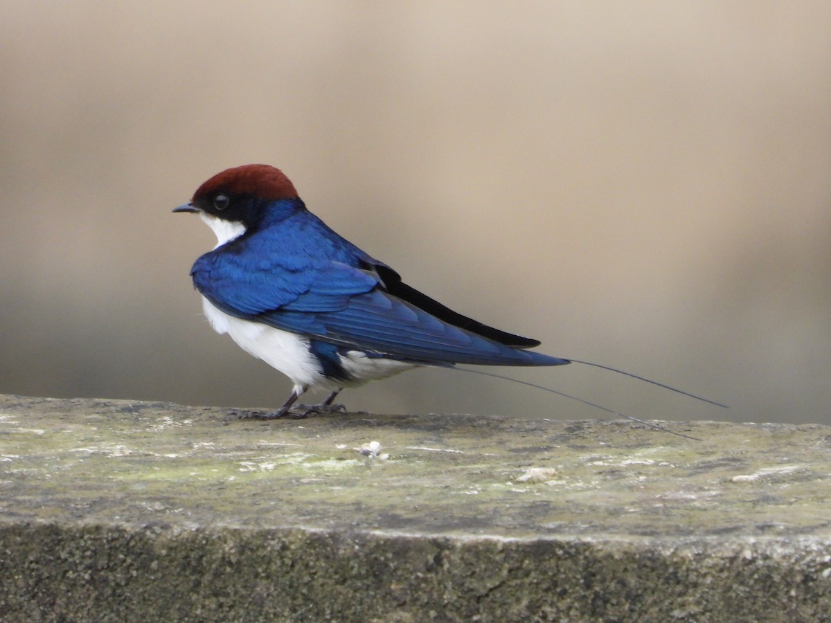 Wire-tailed Swallow - ML623315254