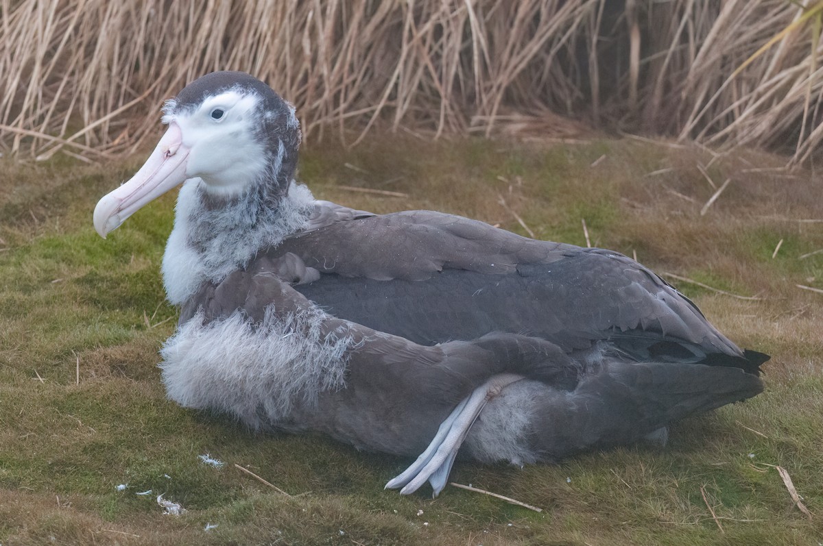 Snowy Albatross - ML623315258