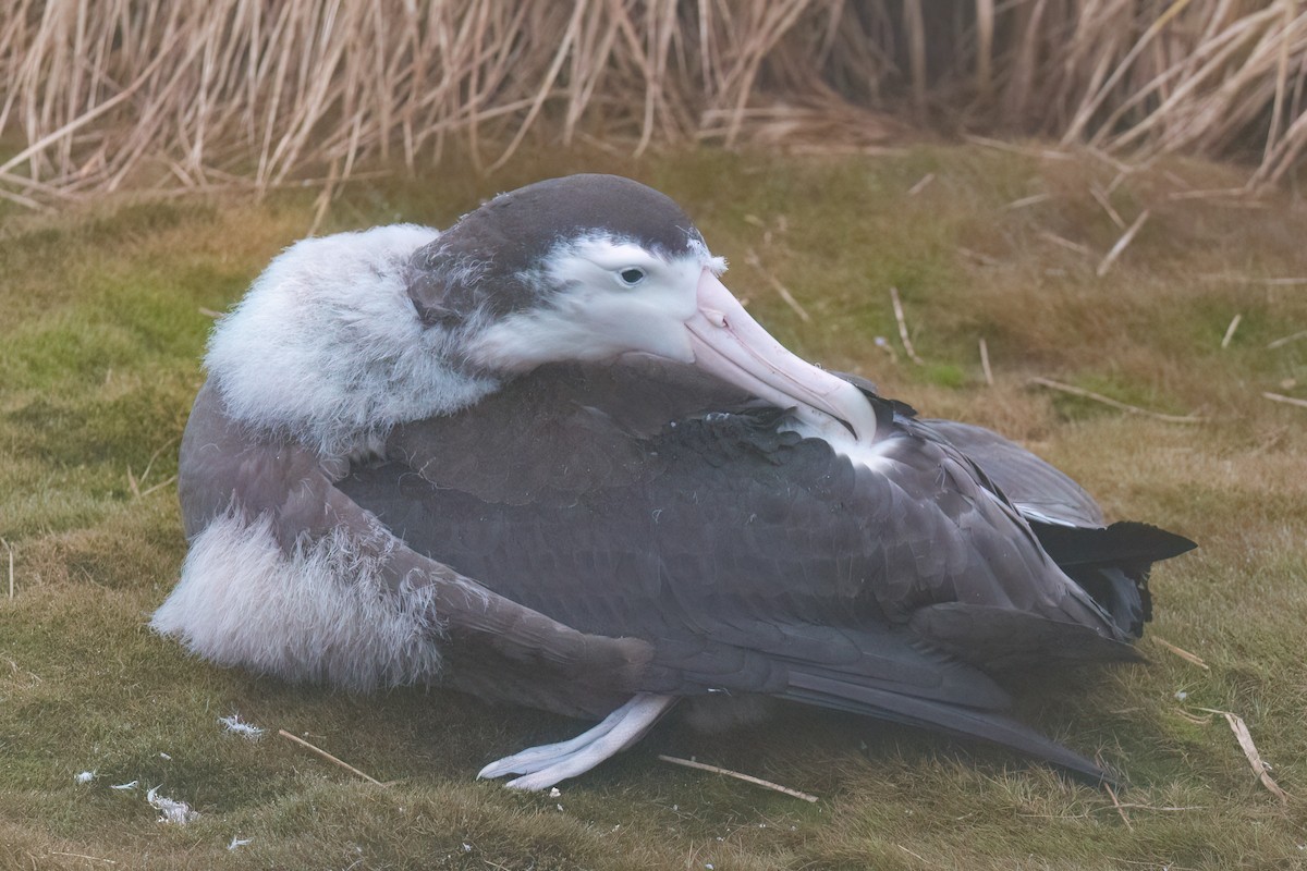 Snowy Albatross - ML623315260