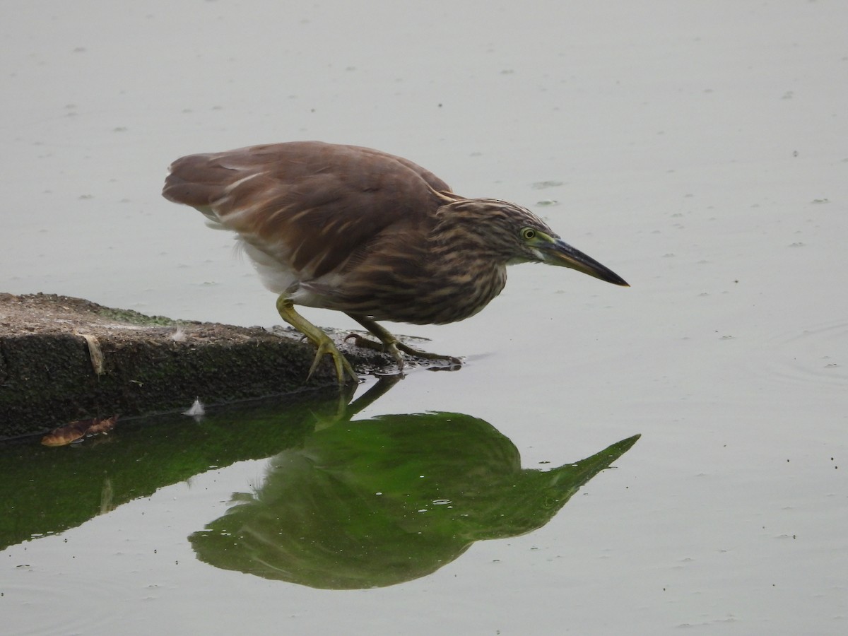 Indian Pond-Heron - ML623315262