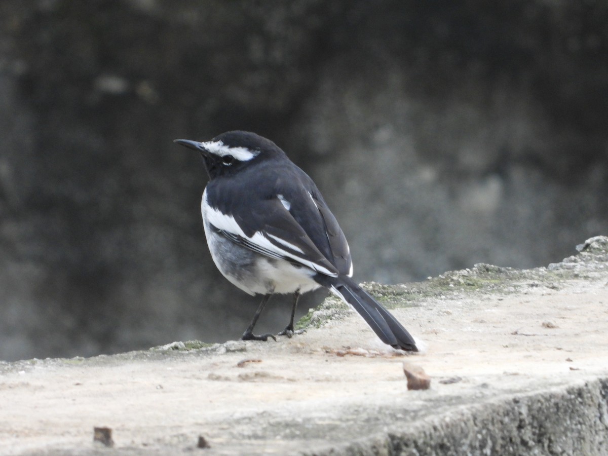 White-browed Wagtail - ML623315264