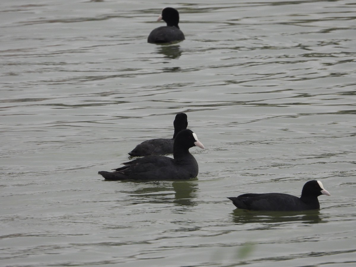 Eurasian Coot - ML623315269