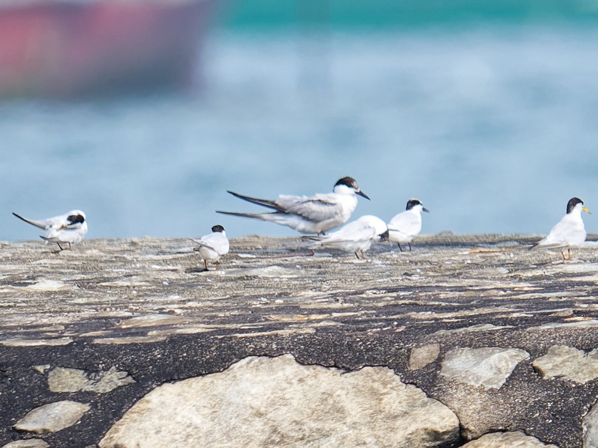 Common Tern - ML623315335