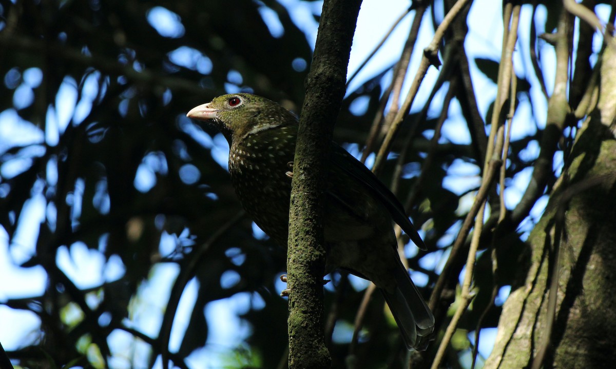 Green Catbird - ML623315363