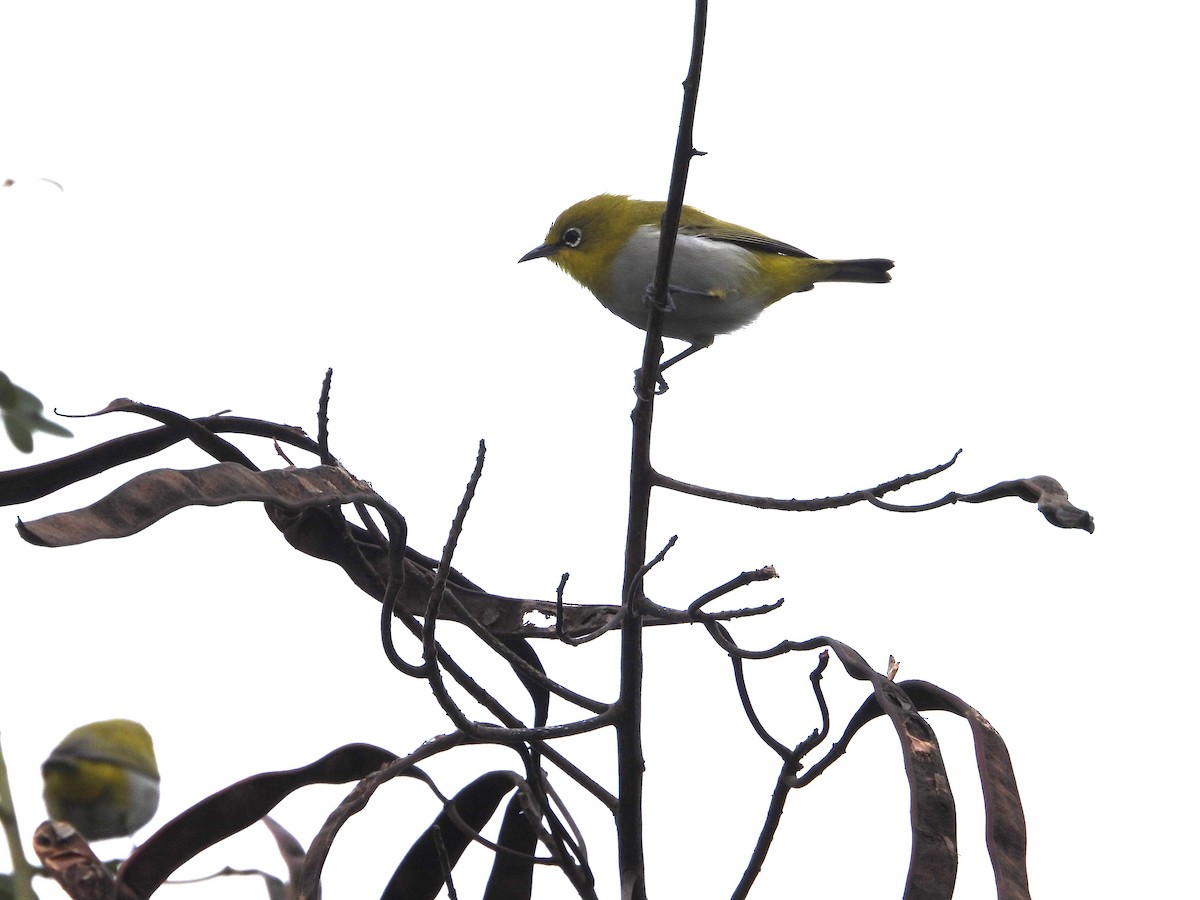 Indian White-eye - ML623315385