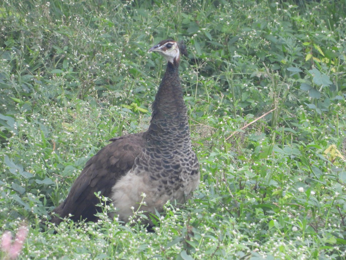 Indian Peafowl - ML623315412