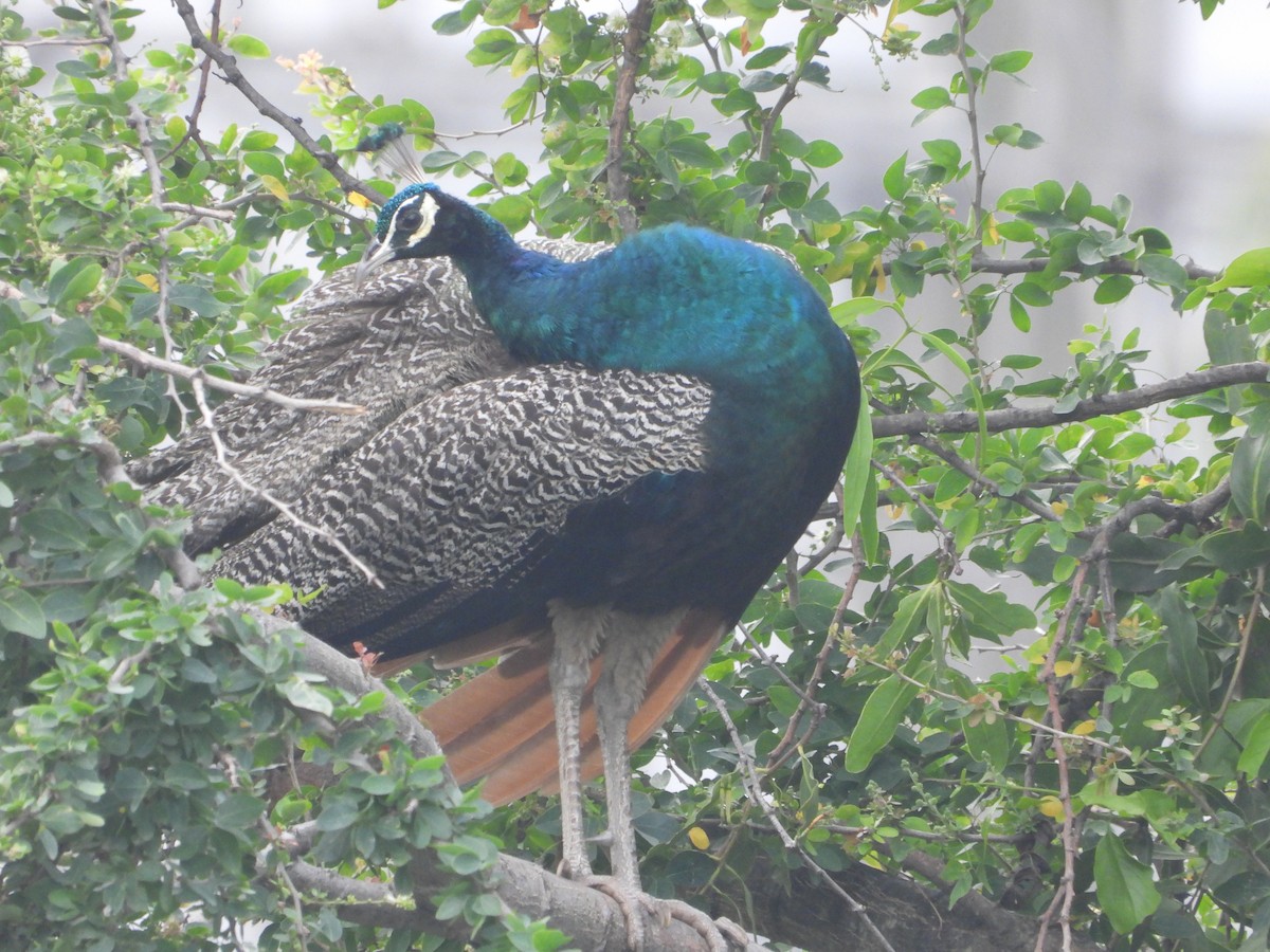 Indian Peafowl - ML623315413