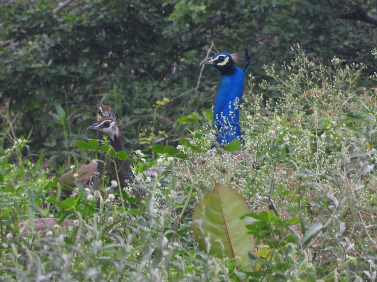 Indian Peafowl - ML623315414