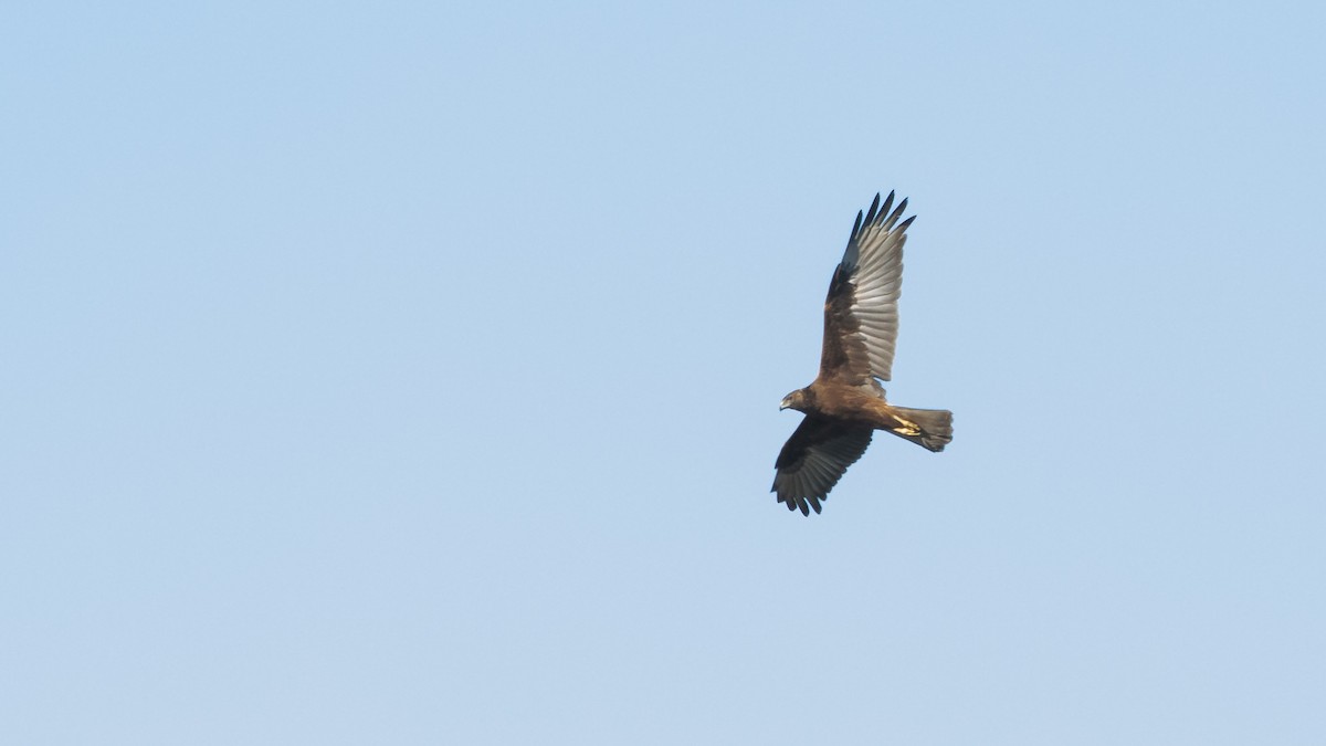 Swamp Harrier - ML623315425