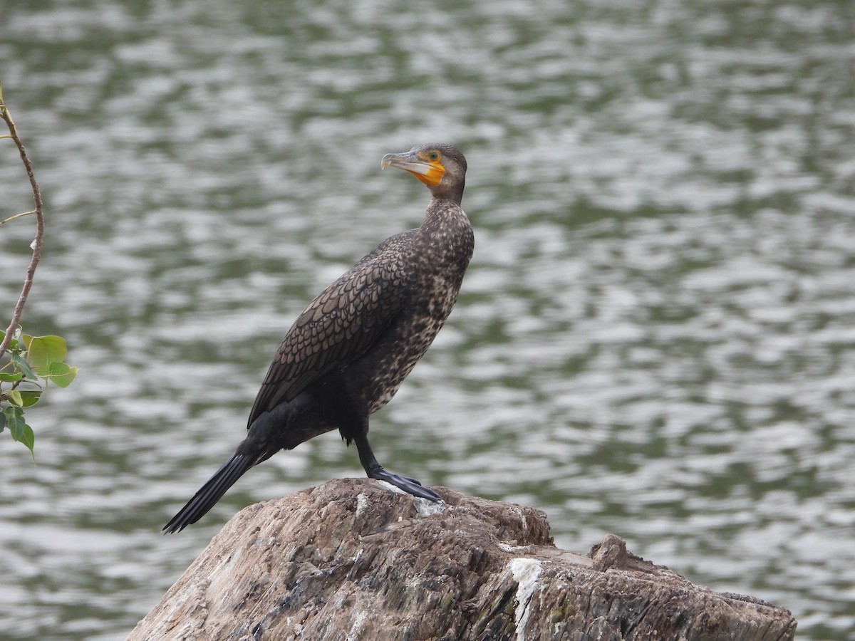 Great Cormorant - ML623315440