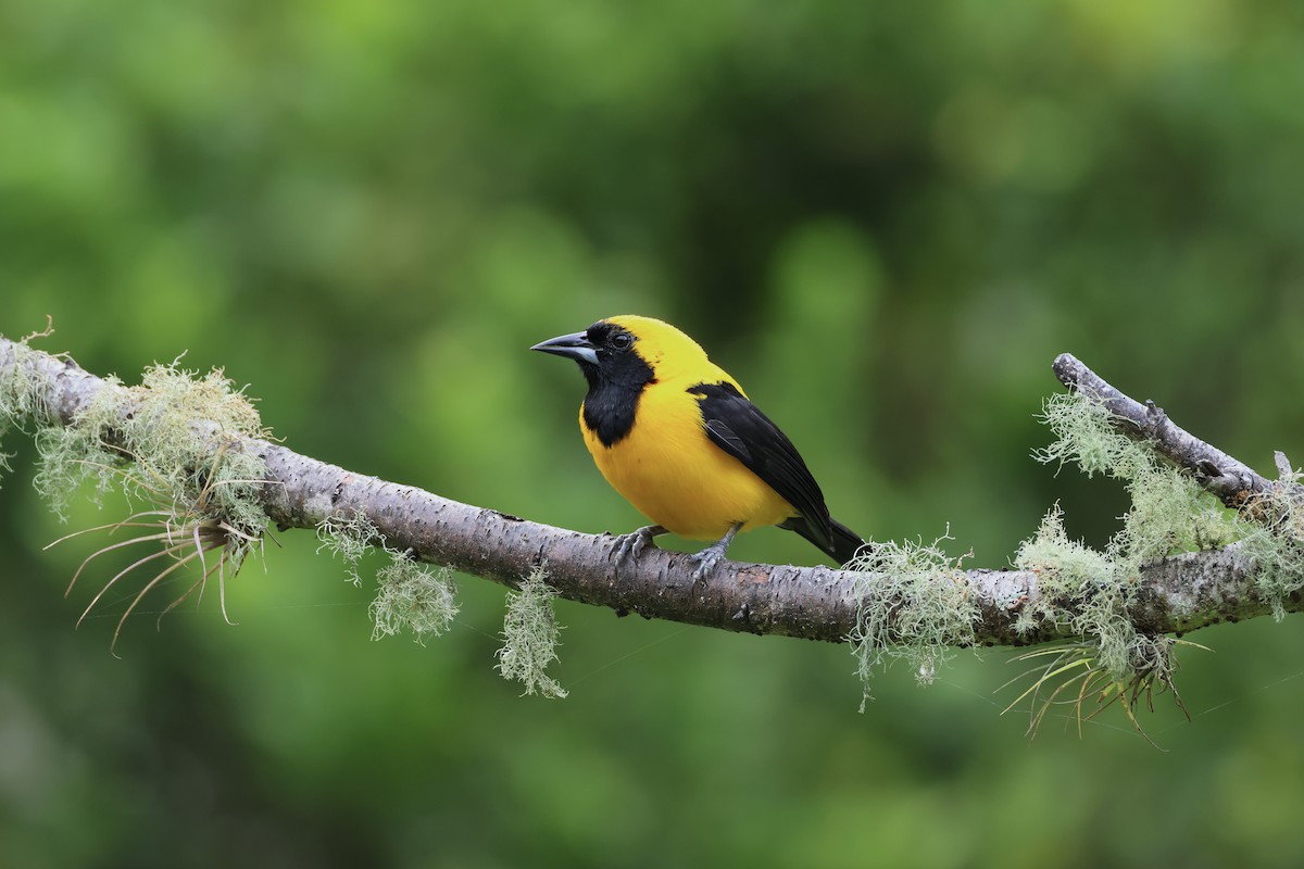 Yellow-backed Oriole - Jamie Adams