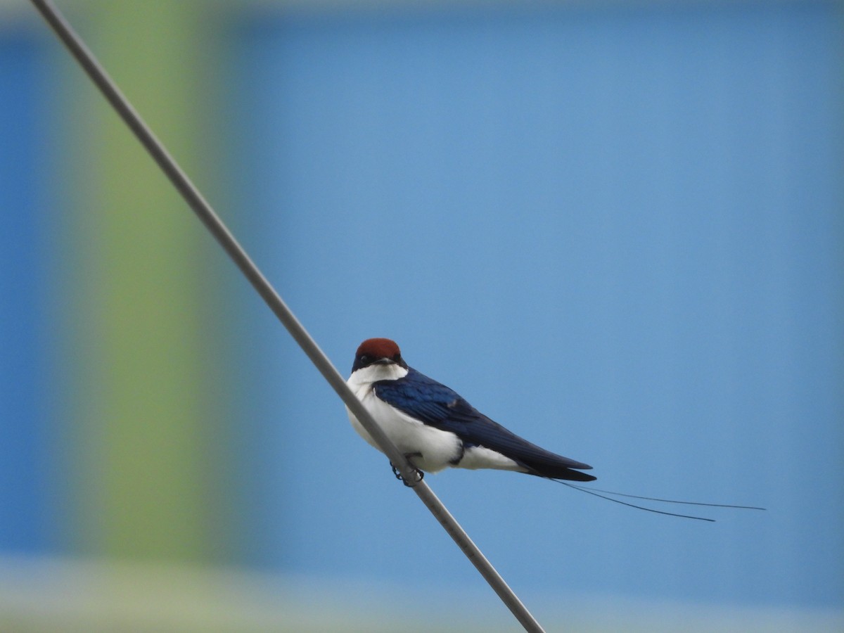 Wire-tailed Swallow - ML623315450