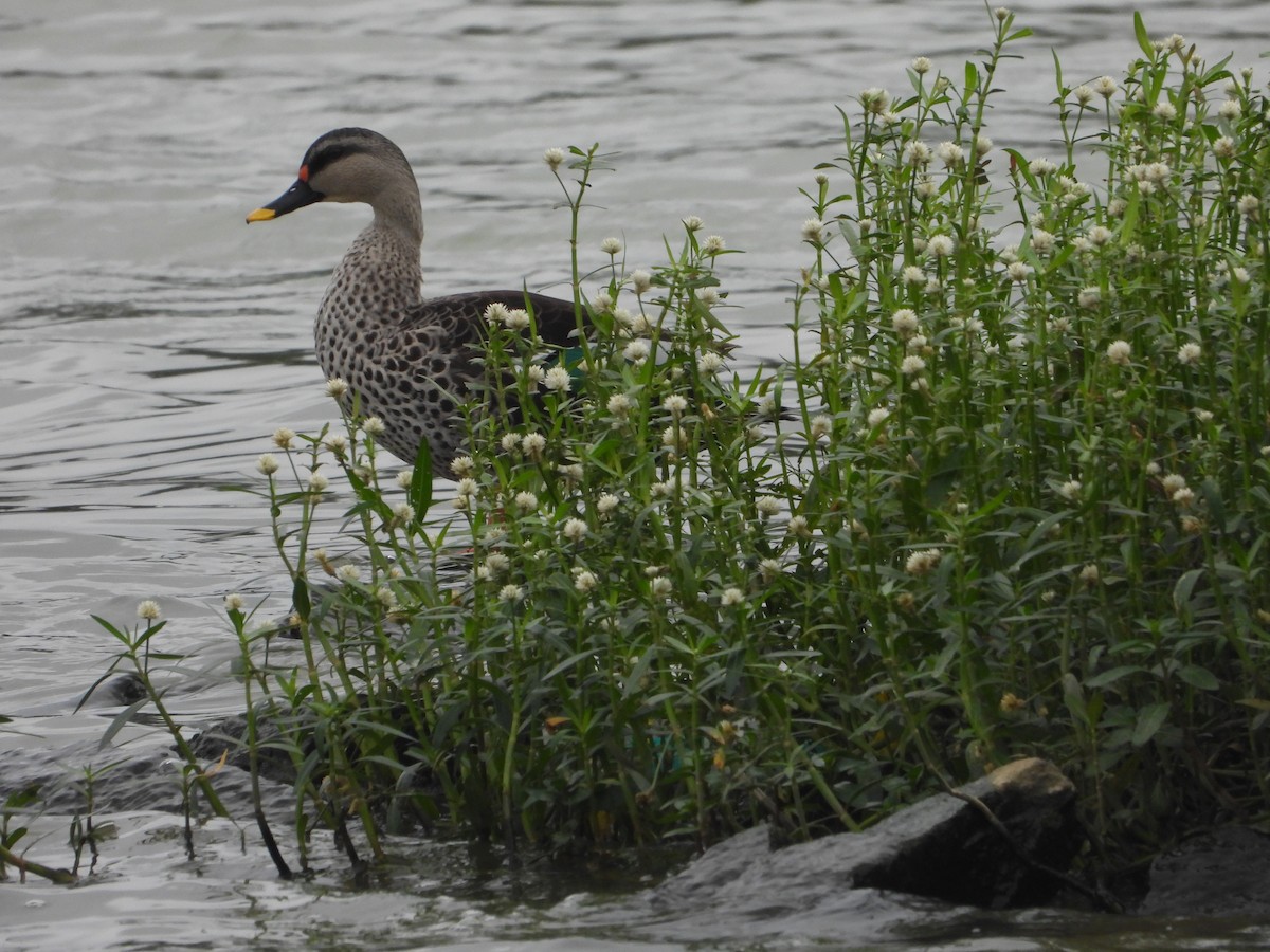 Indian Spot-billed Duck - ML623315455