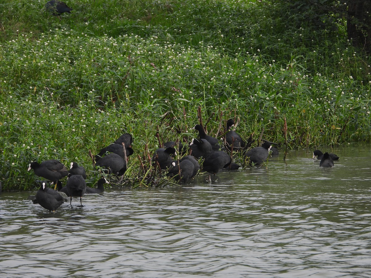 Eurasian Coot - ML623315460