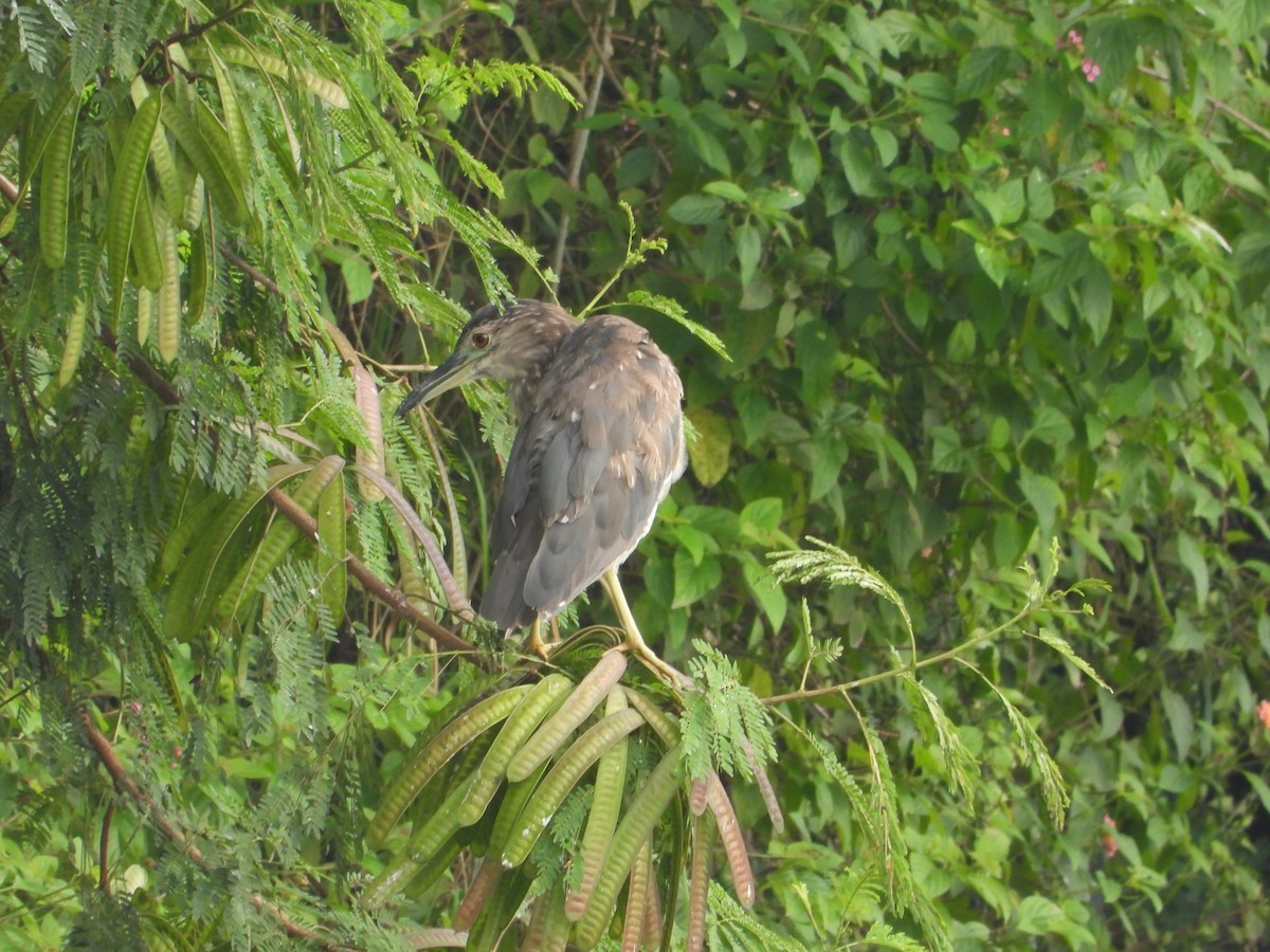 Black-crowned Night Heron - ML623315463