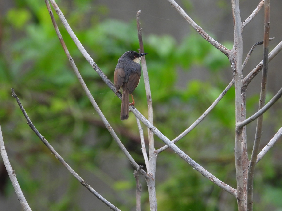 Ashy Prinia - ML623315474